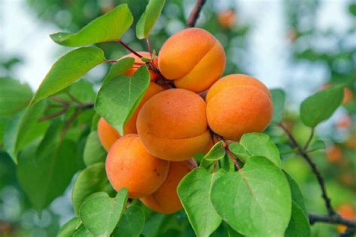 What does a Apricot look like