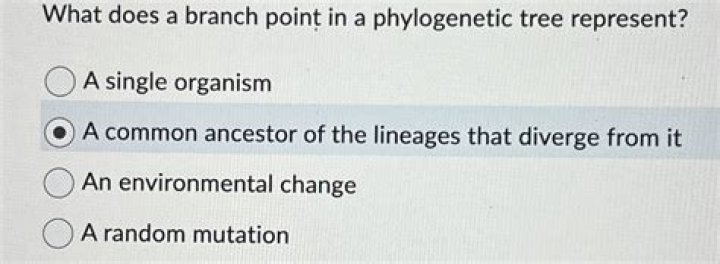 What does a branch point in a phylogenetic tree represent