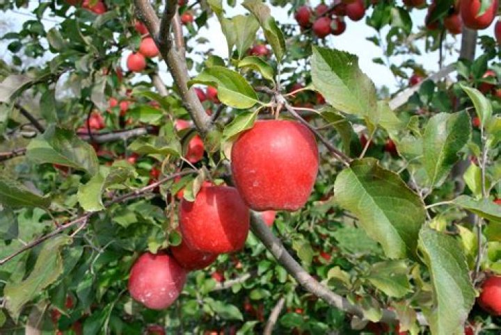 What does a diseased apple tree look like