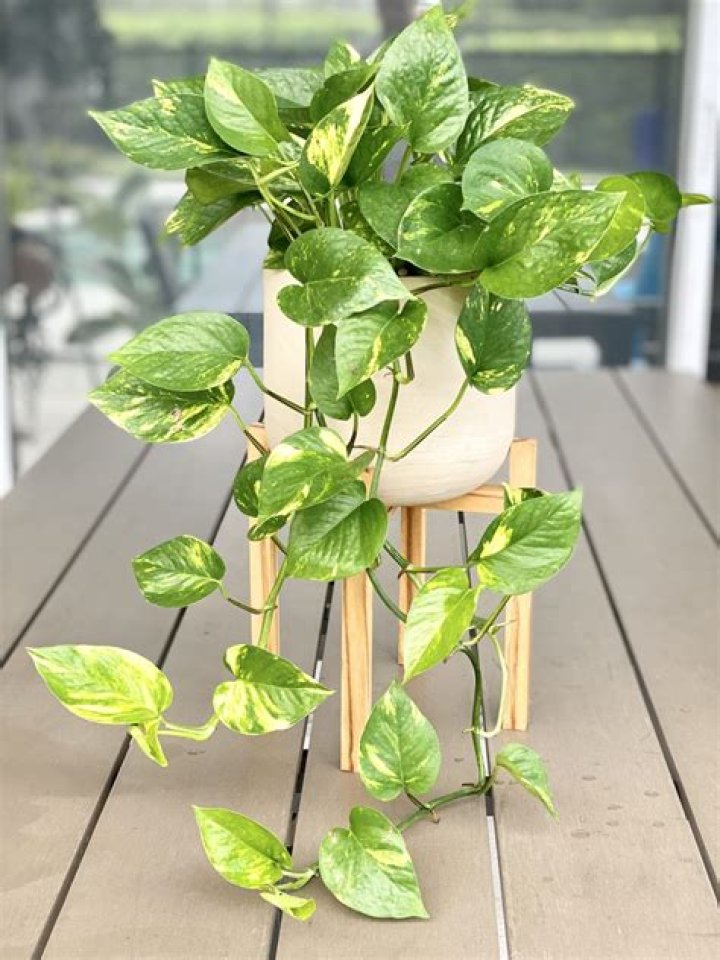 What does a golden pothos plant look like