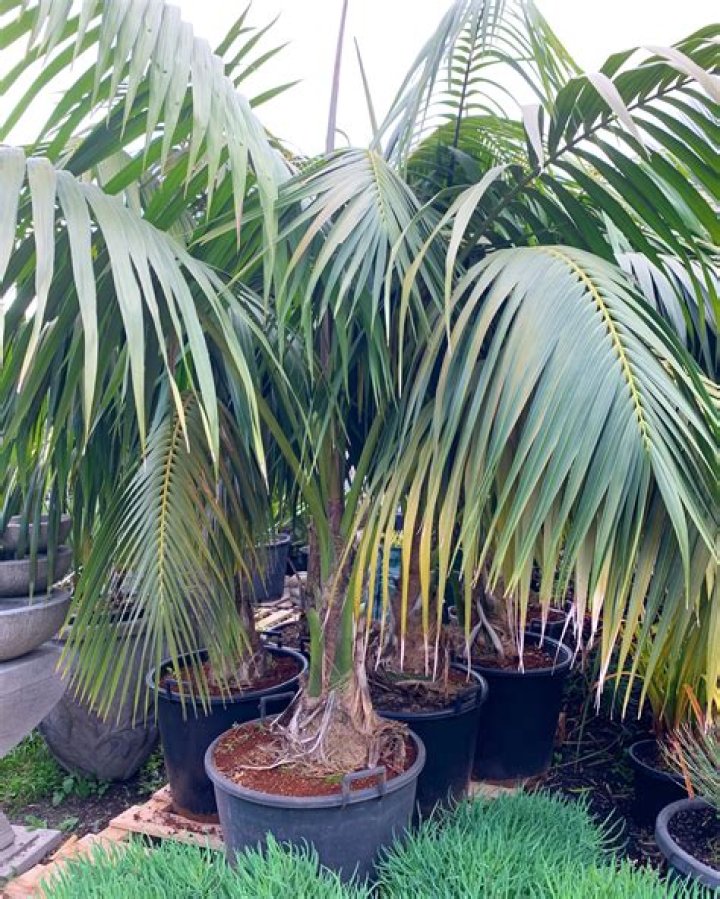 What does a Kentia palm look like