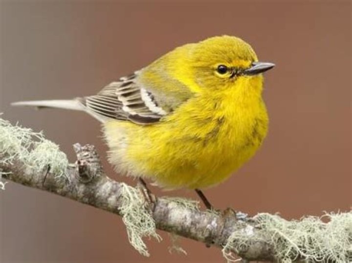 What does a pine warbler look like