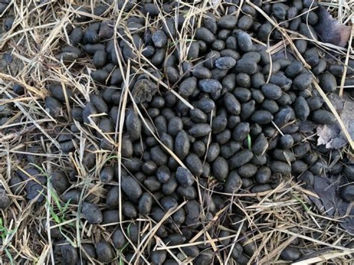 What does alpaca poop look like