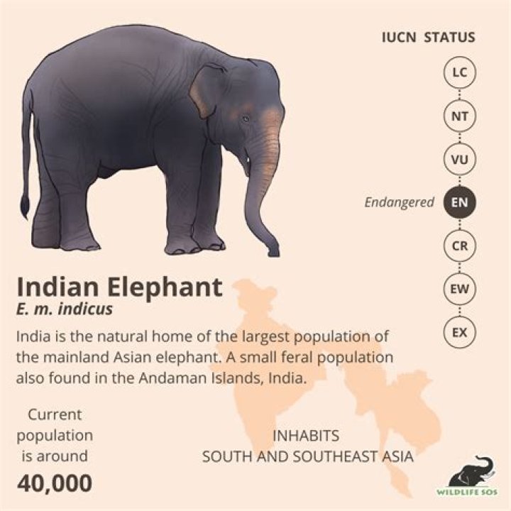 What does an elephant mean in India?