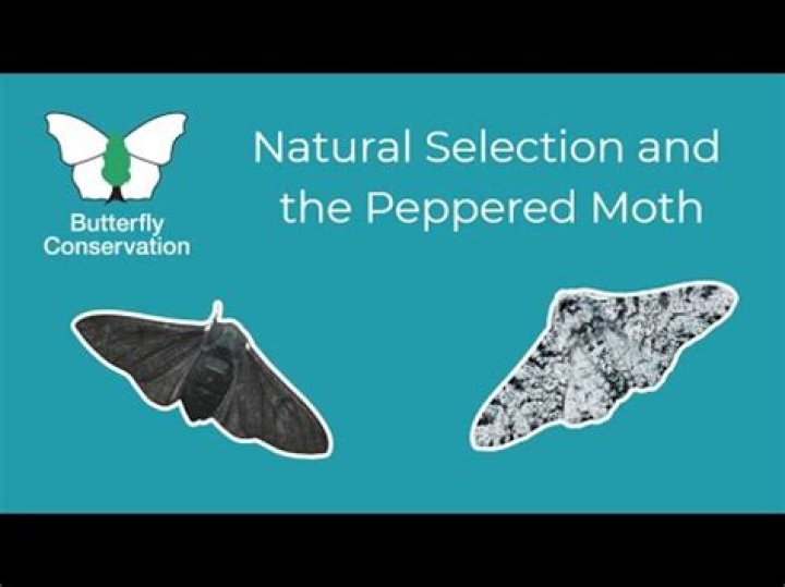 What does being peppered mean?