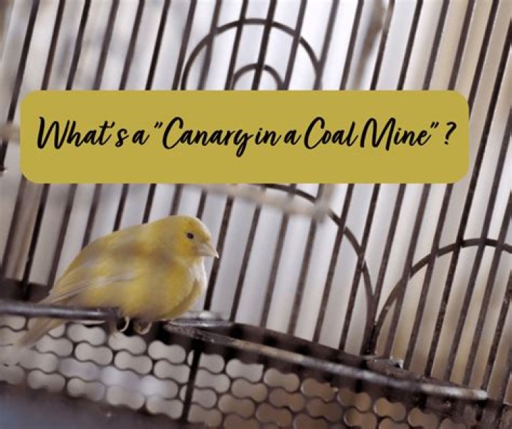 What does canary in the mine mean