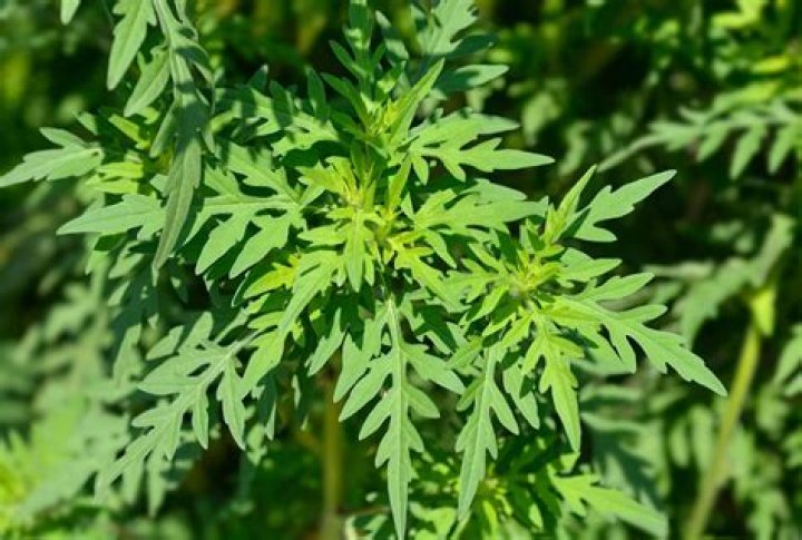 What does common ragweed look like