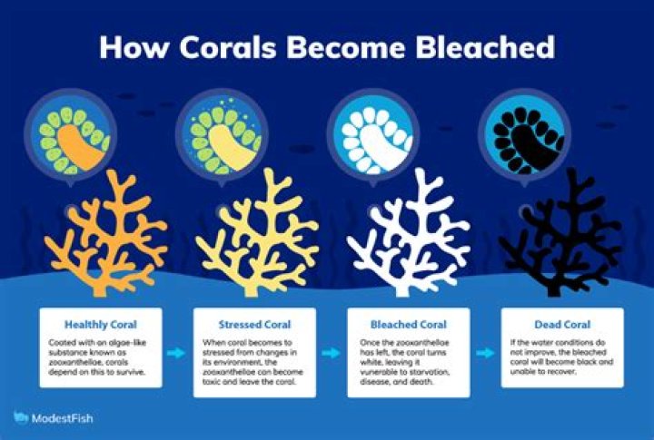 What does coral bleaching mean?