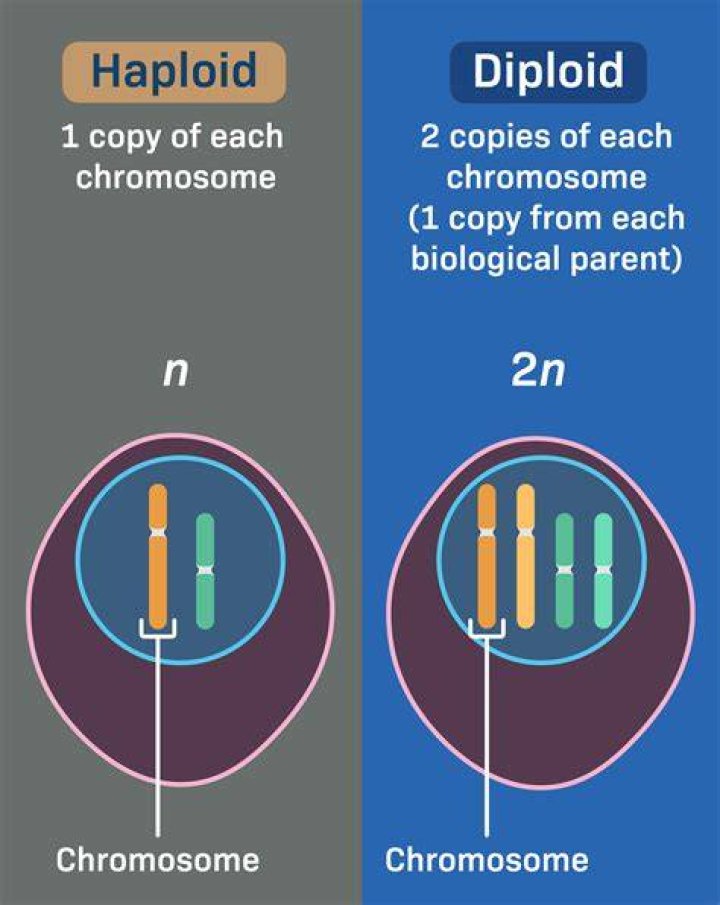 What does diploid chromosome number mean?