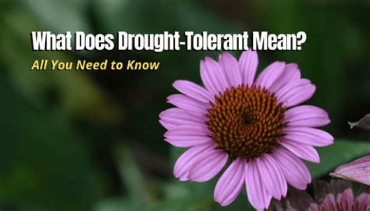 What does drought tolerant mean