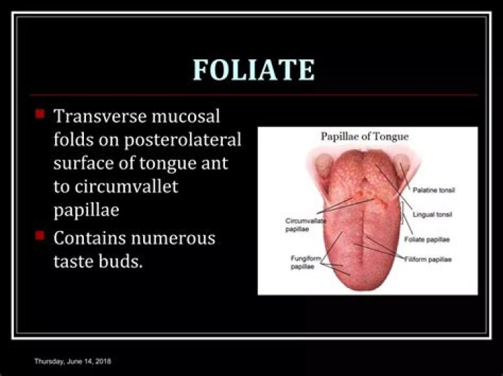 What does foliate papillae taste