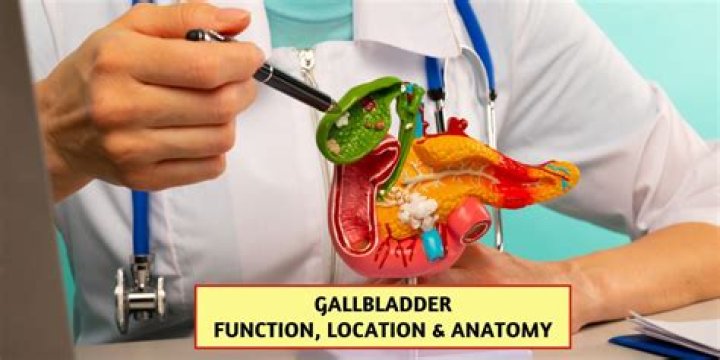 What does gallbladder do in the human body?