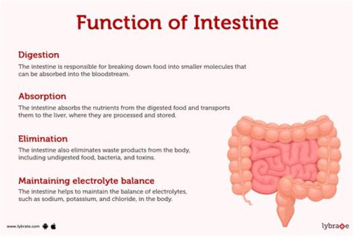 What does inflammation in the small intestine mean