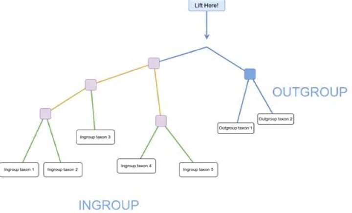 What does ingroup and outgroup mean