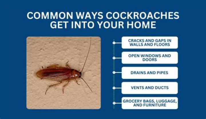 What does it mean if you find a cockroach in your house
