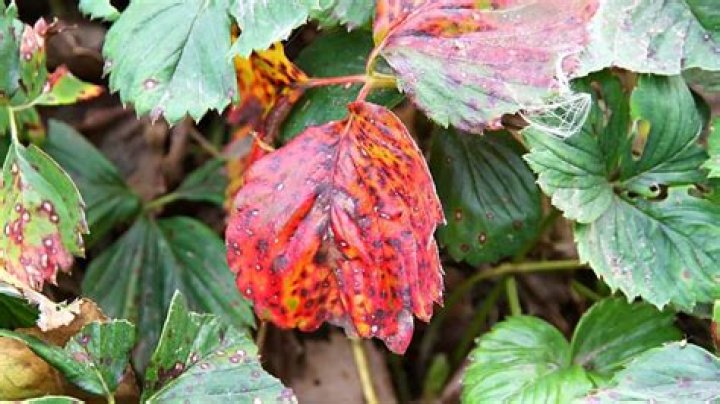 What does it mean when strawberry leaves turn yellow