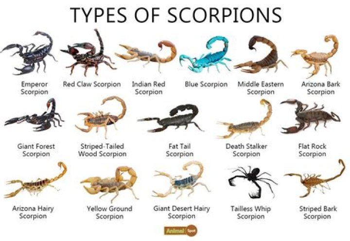 What does it mean when you find a scorpion in your house?