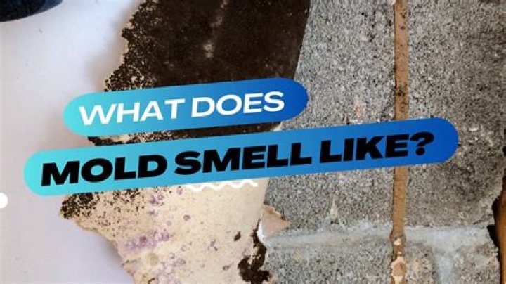 What does mold look like in the home