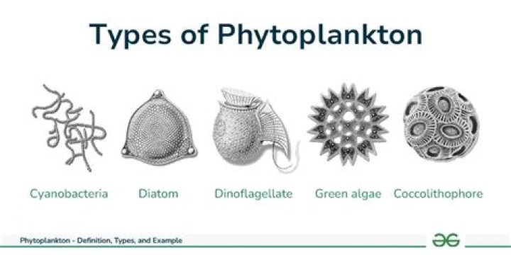 What does phytoplankton look like?