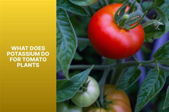 What does Potash do for soil