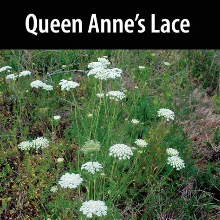 What does Queen Annes lace do