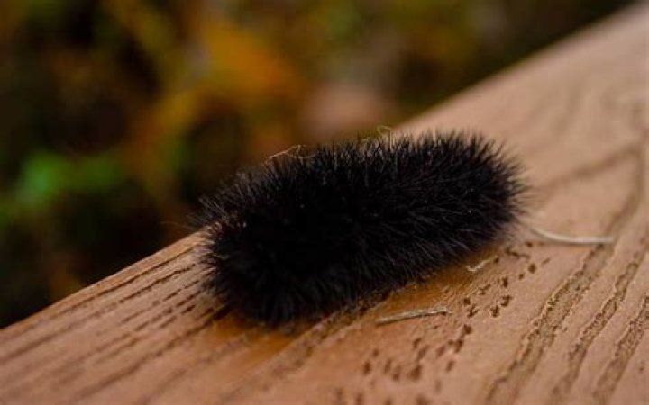 What does seeing a lot of caterpillars mean