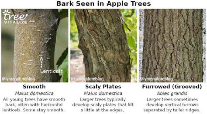 What does the bark of an apple tree look like