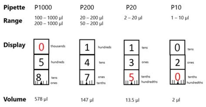 What does the CELF p2 measure