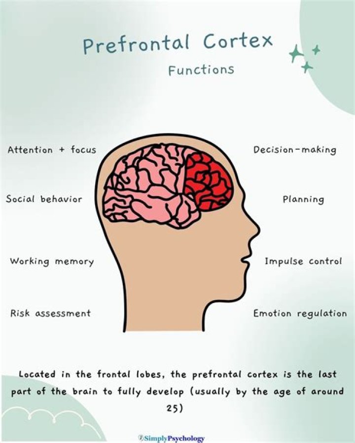 What does the prefrontal cortex do