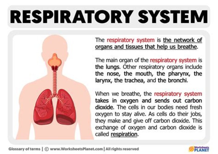 What does the respiratory system consist of?