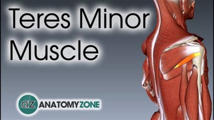 What does the teres minor muscle do