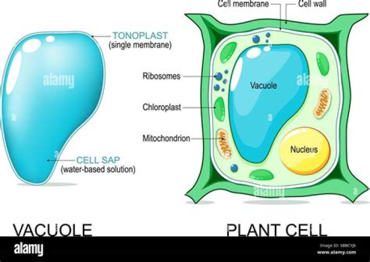 What does the vacuole need