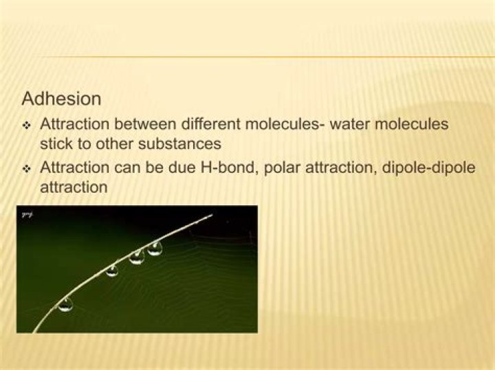 What does the word adhesion mean in science?