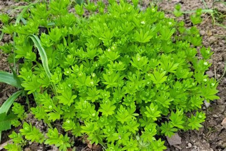 What does waldmeister mean?