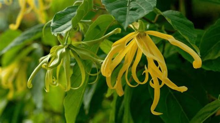 What does ylang smell like