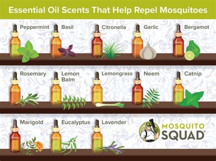What essential oils prevent bugs?
