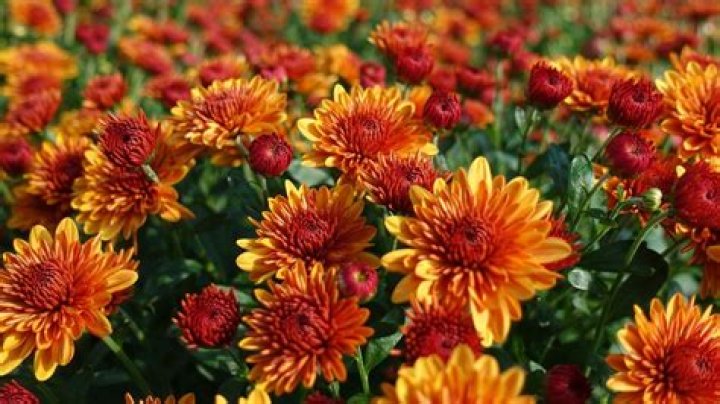What flowers are in season in October in South Africa
