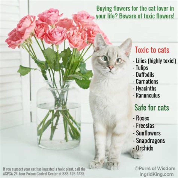 What flowers are OK for cats