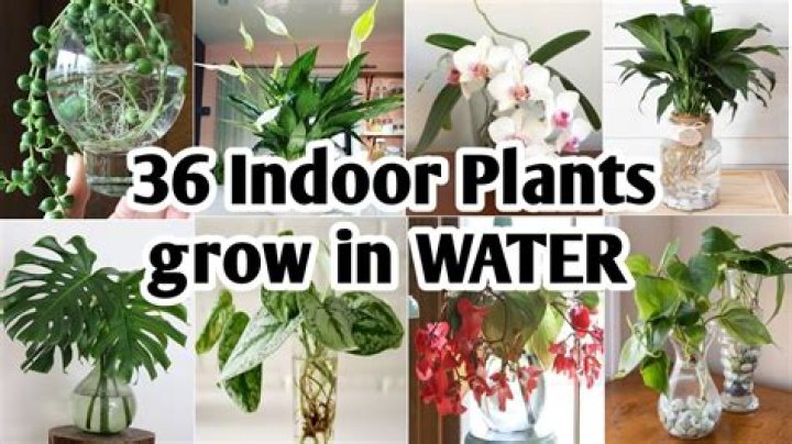 What food can you grow in water