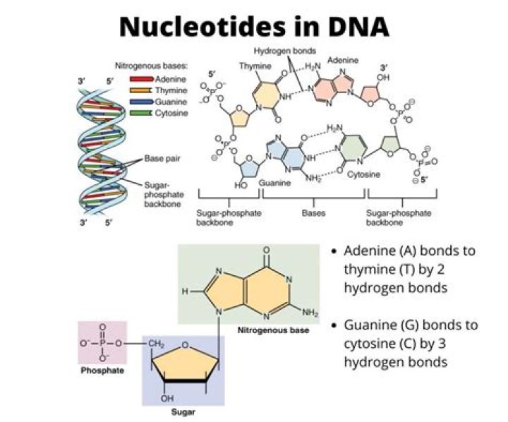 What forms a nucleotide
