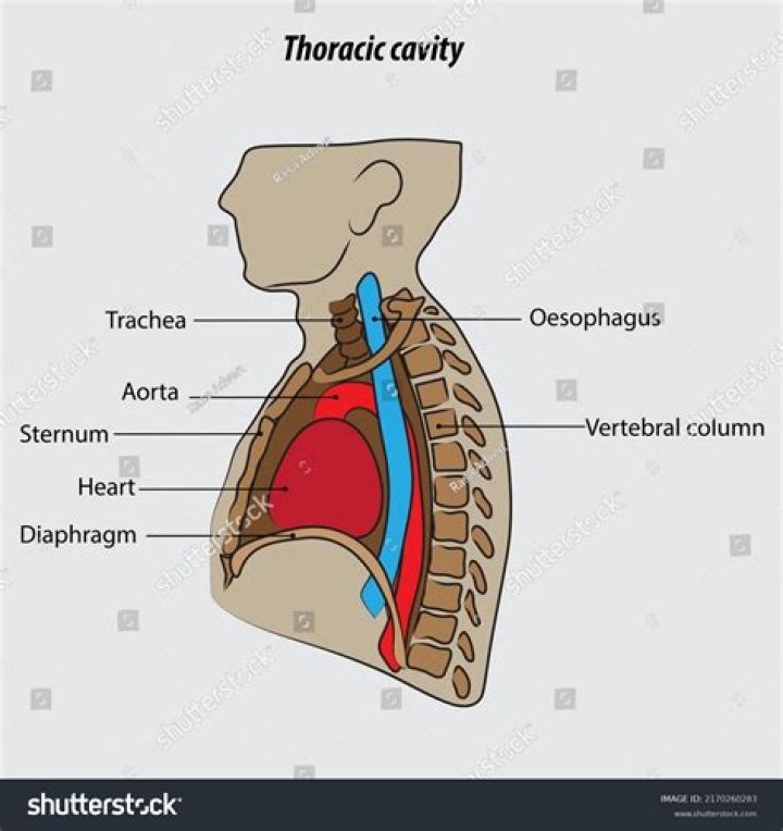 What found in the thoracic cavity?