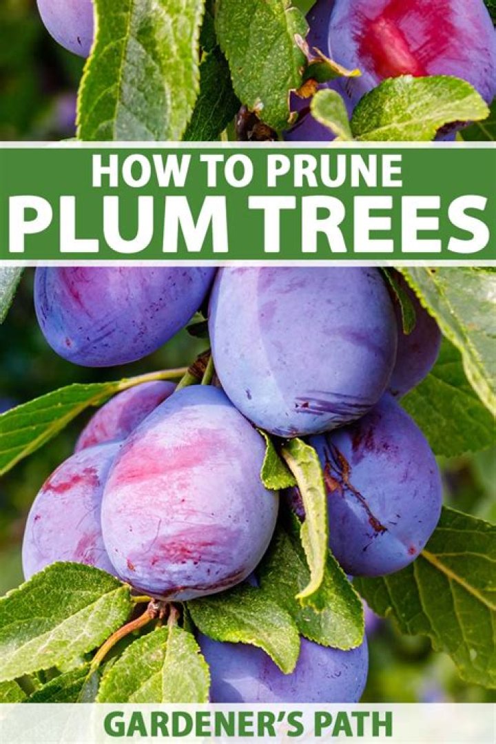 What fruit do prunes come from