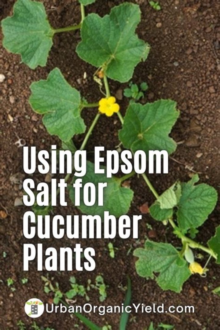 What garden plants can you use Epsom salt on