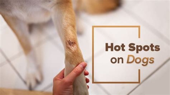 What gets rid of hotspots on dogs