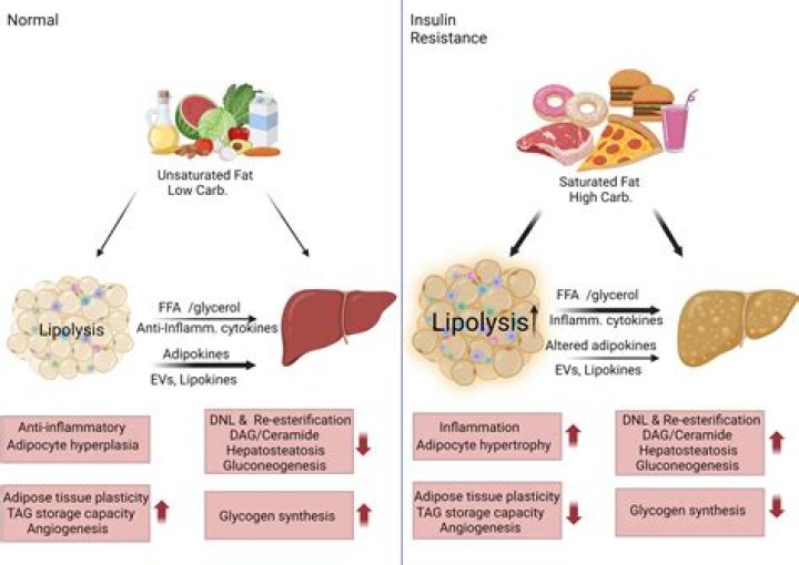 What happens during lipolysis