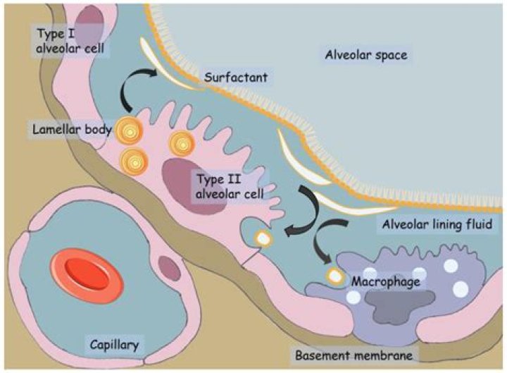 What happens if surfactant production decreases