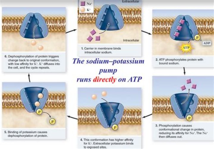 What happens to the ADP after the sodium potassium pump has been phosphorylated