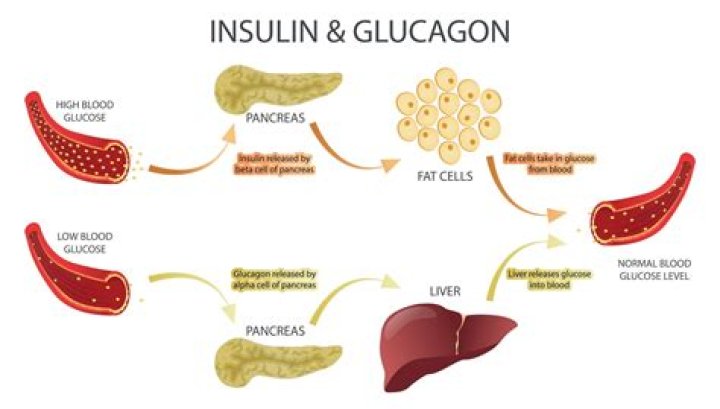 What happens when glucagon levels are low