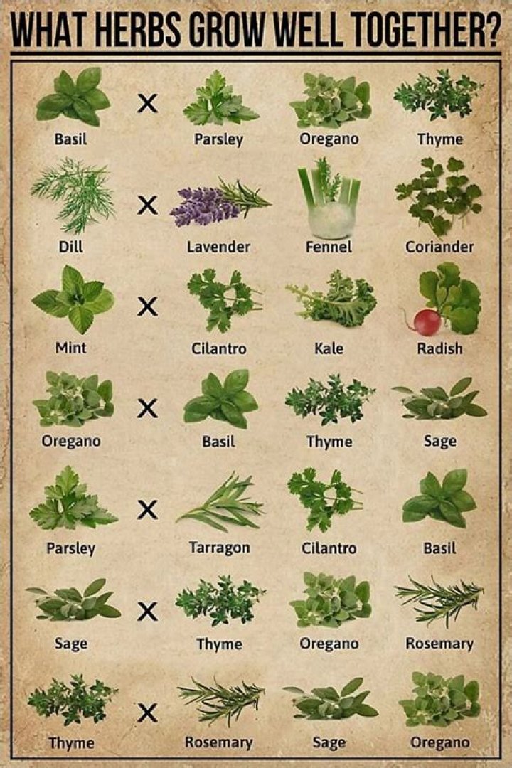 What herbs grow well in UK