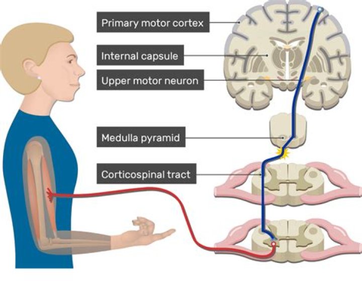 What information does the corticospinal tract carry